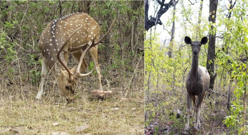 Spotted deer and black Sambar deer