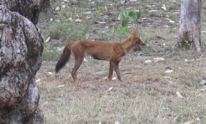 Wild dog (Dhole)