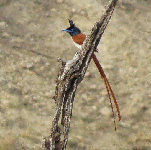 Immature paradise flycatcher. 