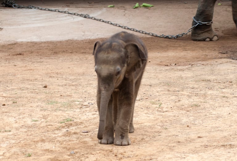 Great grand child of Vatsala – the oldest elephant