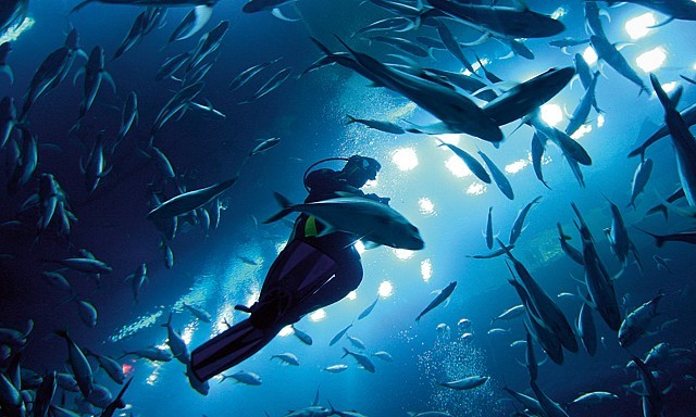 SHARK DIVING in Dubai