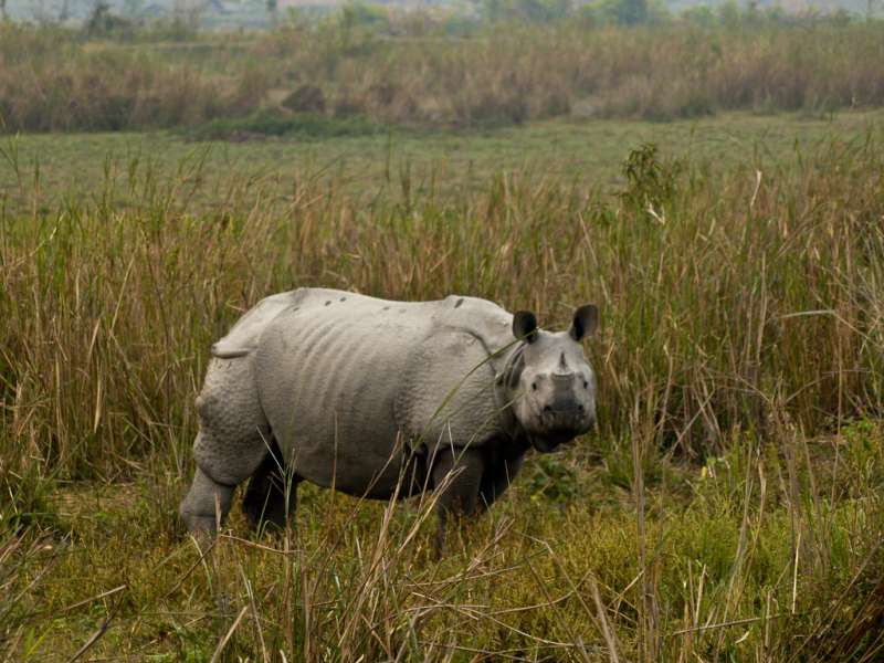 Kaziranga National Park