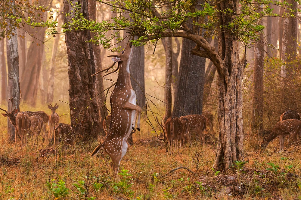 nilgiri hills tourist places