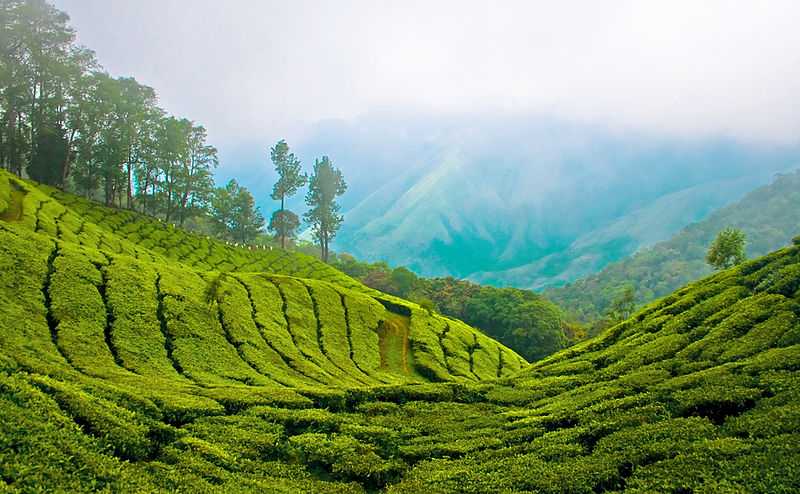 Munnar Tourism (2020) - India > Top Things To Do, Images, Tours ...