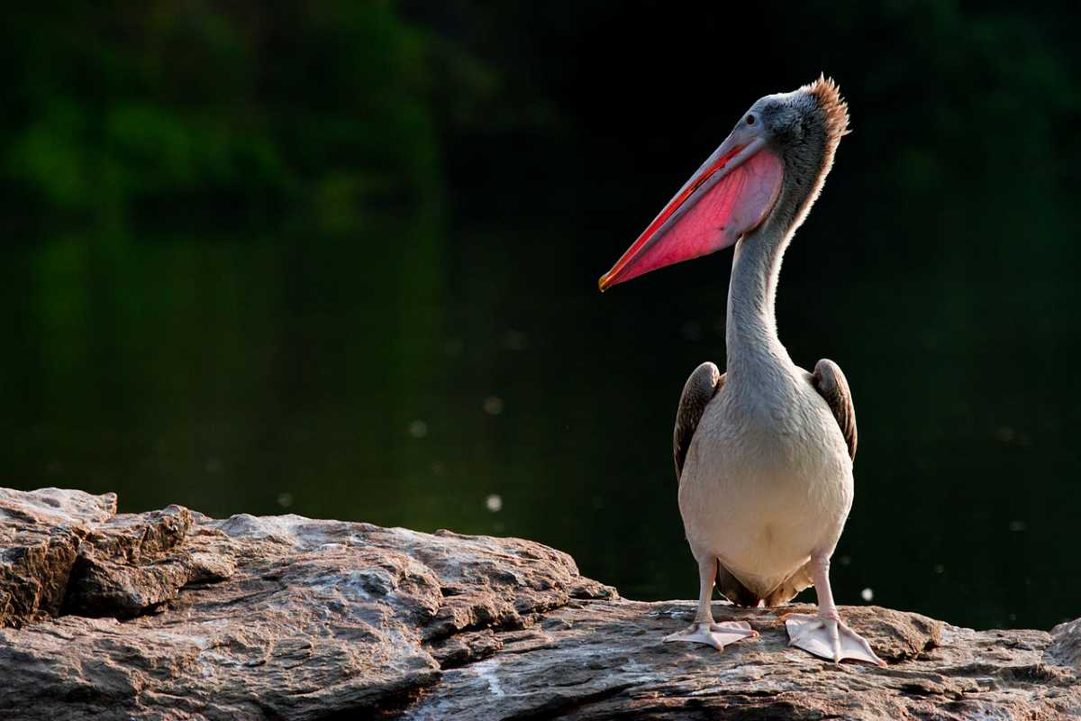 Bird Habitat at Madiwala Lake