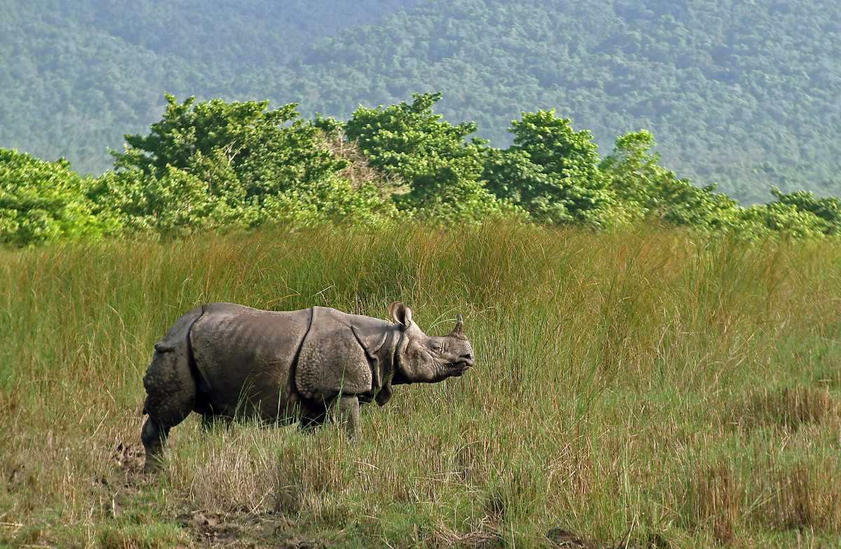 chitwan-national-park-nepal-safari-tours-animals-entry-fee-holidify