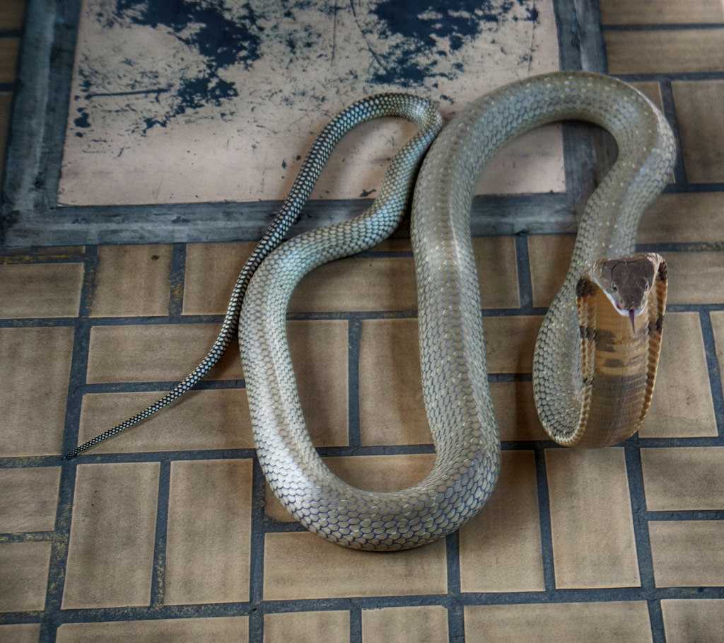 King Cobra at Snake Farm Bangkok