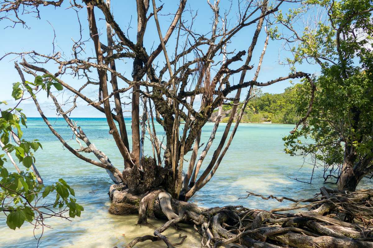 curieuse-island-and-the-marine-national-park-in-seychelles-holidify