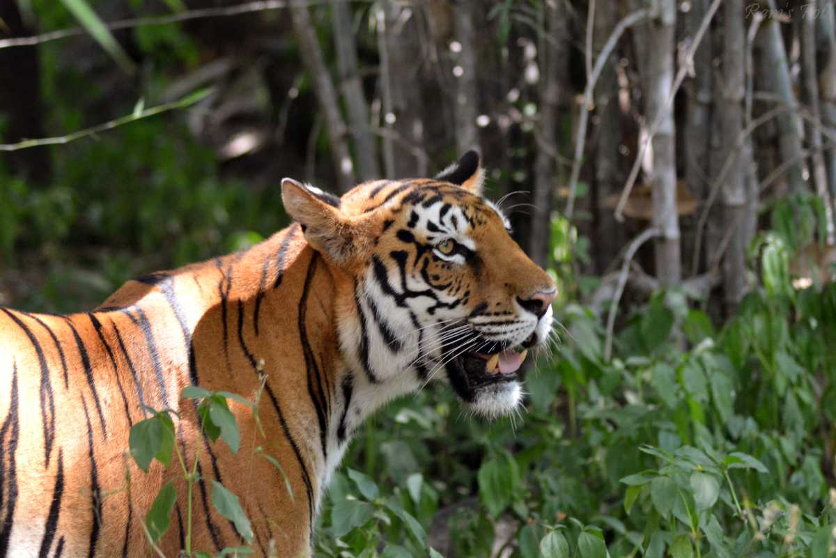 19-best-tiger-reserves-in-india-places-to-go-tiger-spotting-2021