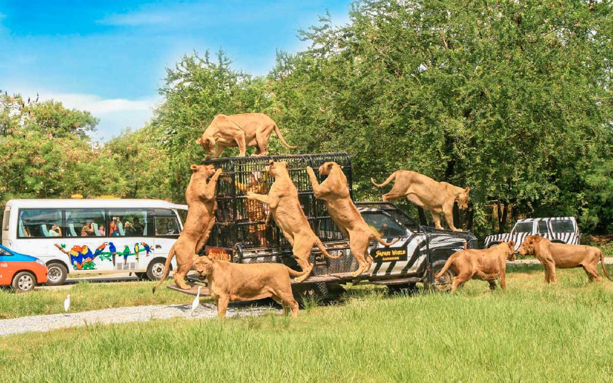 safari zoo in thailand