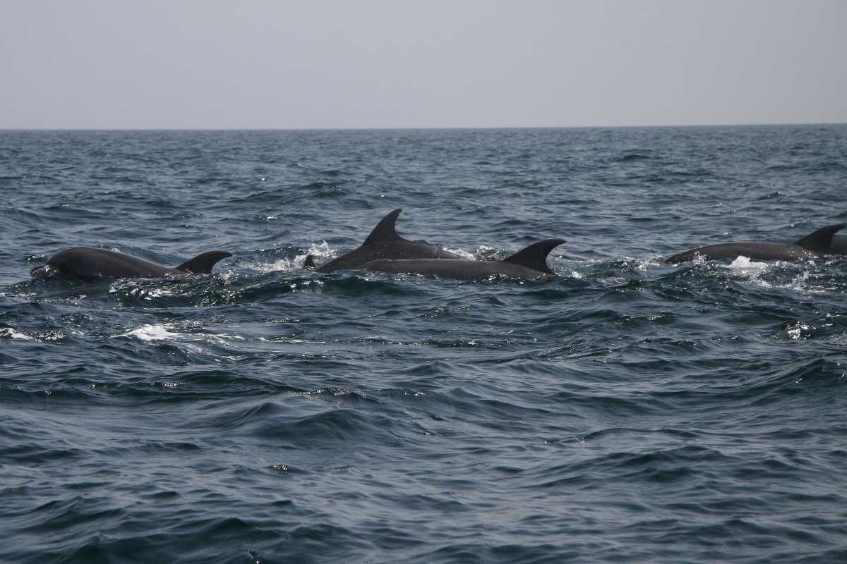 Dolphin watching in Muscat