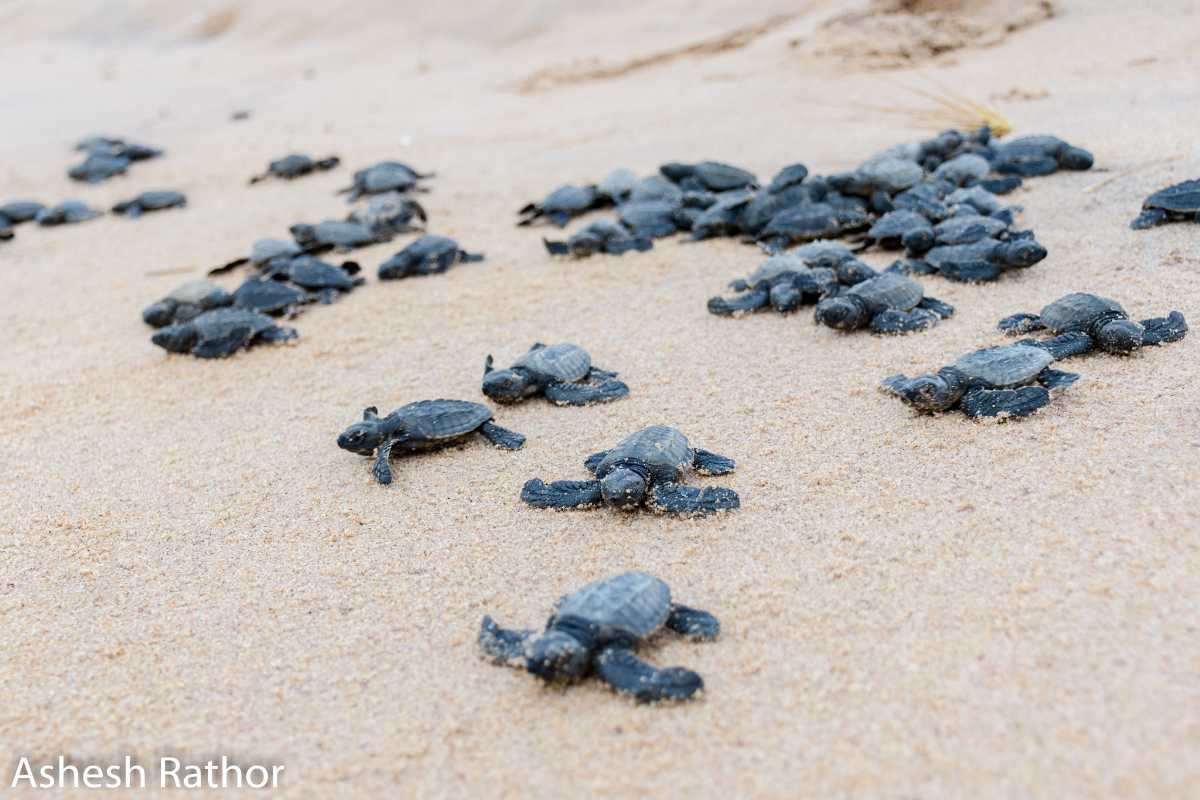 8 Lakhs Olive Ridley Turtles Back on Odisha's Shore; Your Staying In Is ...