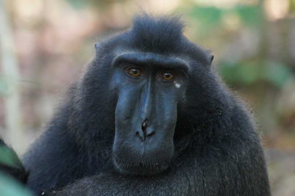 Black Macaque, Indonesia