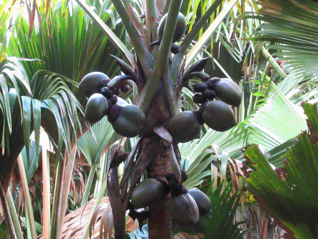 Coco de Mer - The Forbidden Fruit Of Seychelles | Holidify