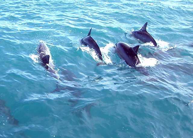 West Bengal may get dolphin reserve