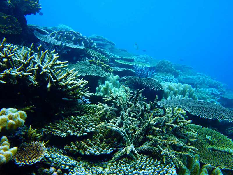 Coral reef at Pulau Bumbon Islands