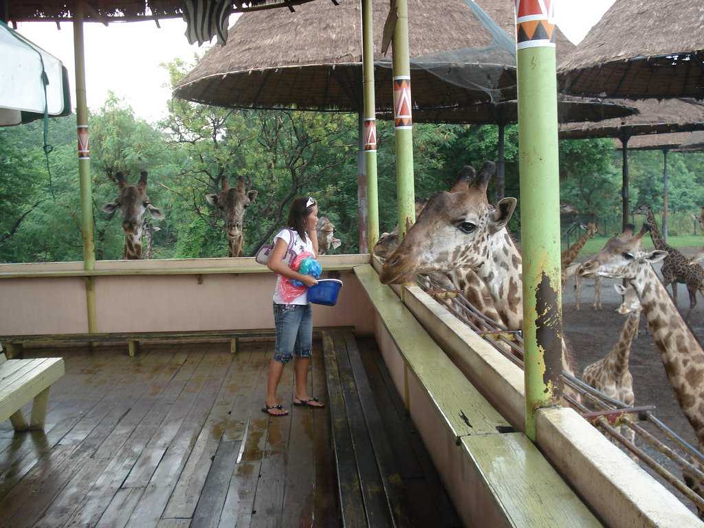 Giraffe Feeding at Safari World Bangkok