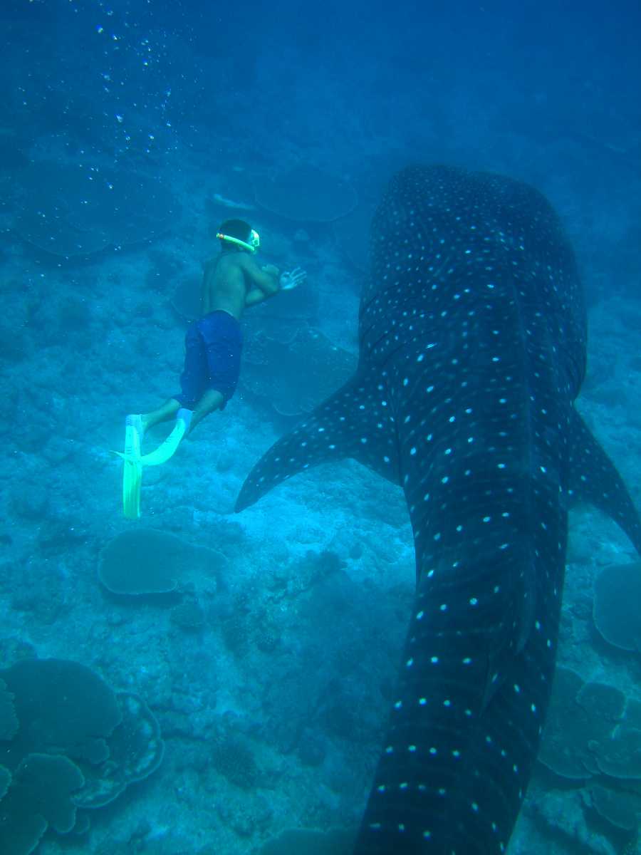 Whale Sharks In Maldives When Where To Swim In 2021