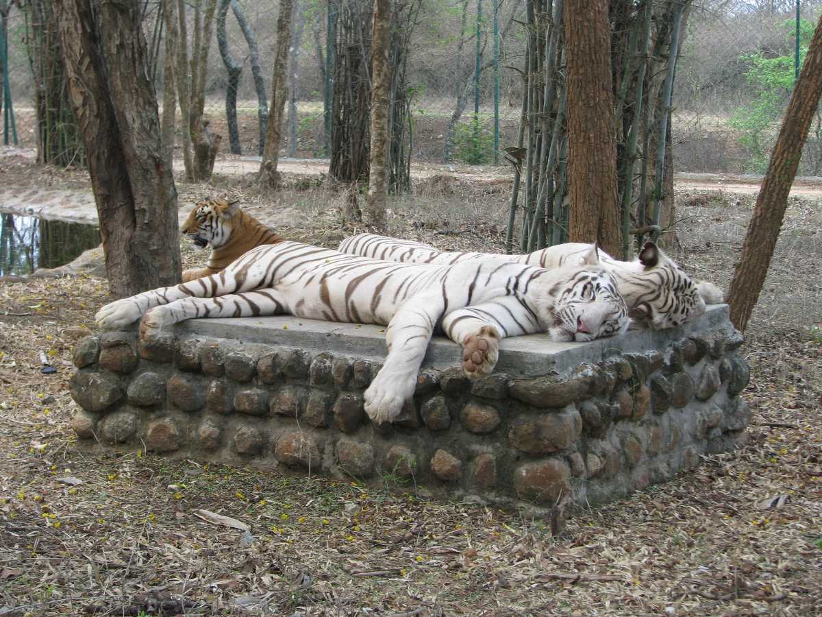 zoo safari india