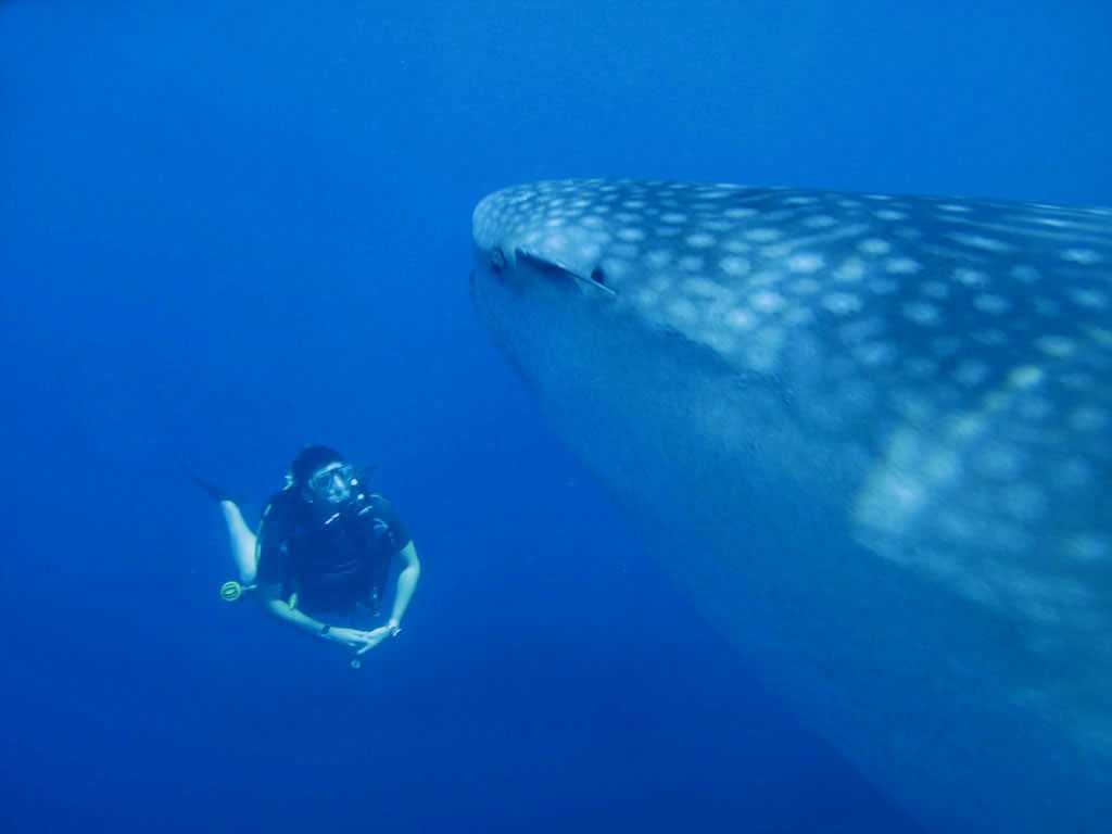 Whale Sharks in Thailand - Best Diving Spots To See Them