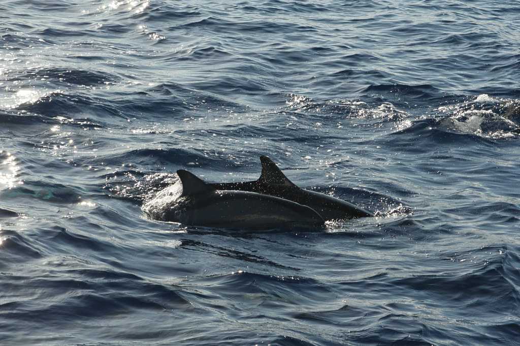 Dolphins In India: 15 Best Places For Dolphin Watching In 2024