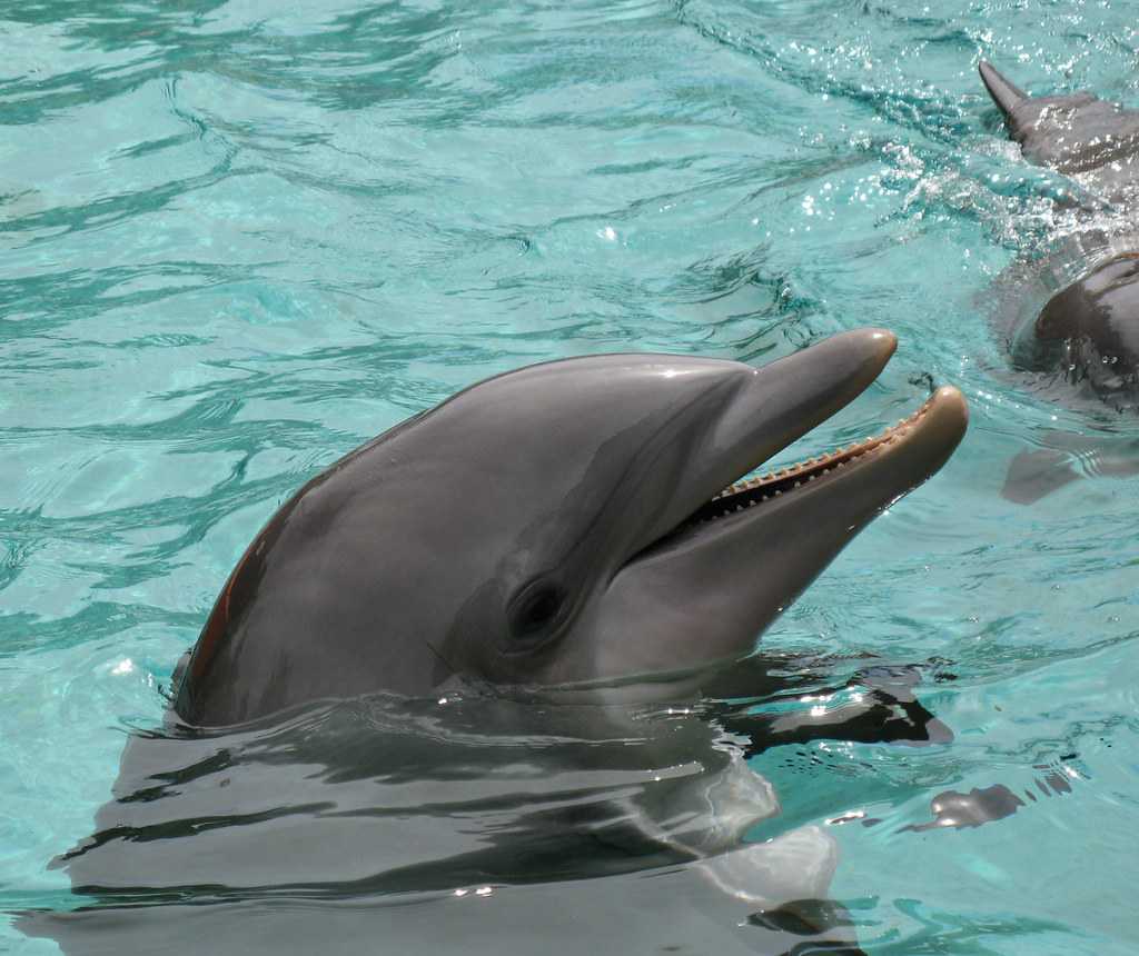 West Bengal may get dolphin reserve