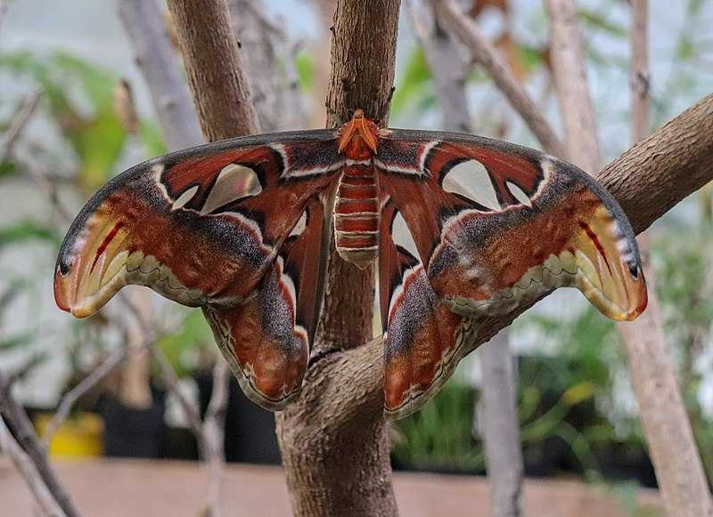 Atlas Moth