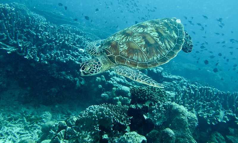 Diving in Sipadan Island - 12 Best Dive Sites - Holidify