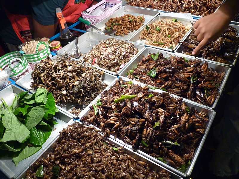 https://upload.wikimedia.org/wikipedia/commons/thumb/9/9a/Insect_vendor_in_Bangkok%2C_Thailand.JPG/800px-Insect_vendor_in_Bangkok%2C_Thailand.JPG
