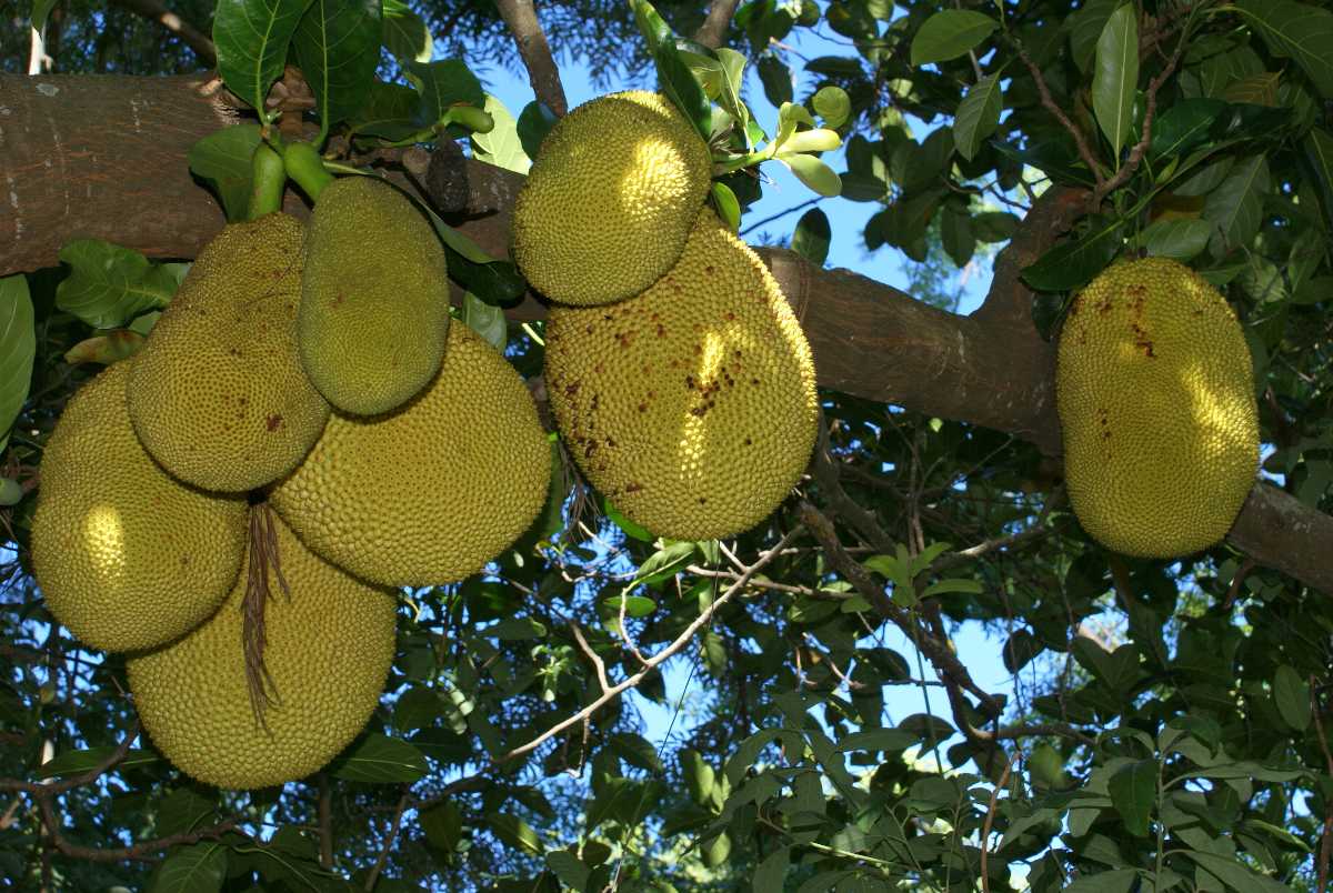 national fruit of malaysia