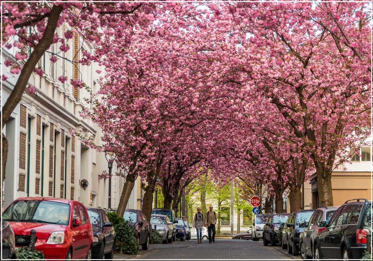 Bonn, Best Places In The World To See The Spring Blossoms In Its Peak!