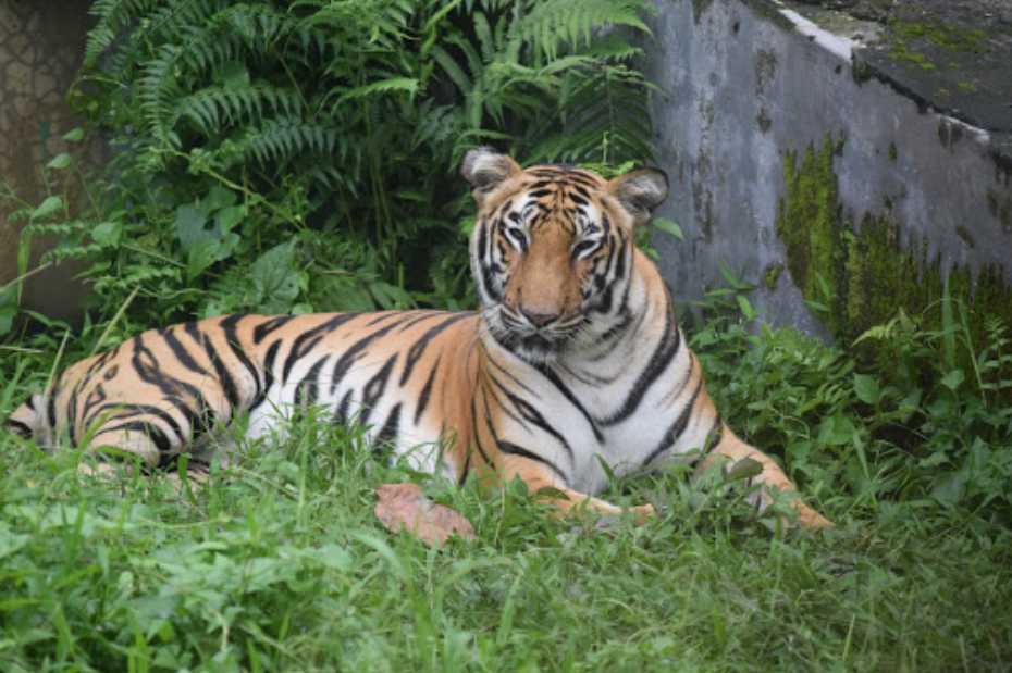 Bengal Safari, Siliguri (2023) Images, Timings Holidify