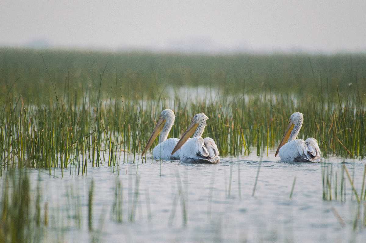 Nalsarovar Bird Sanctuary