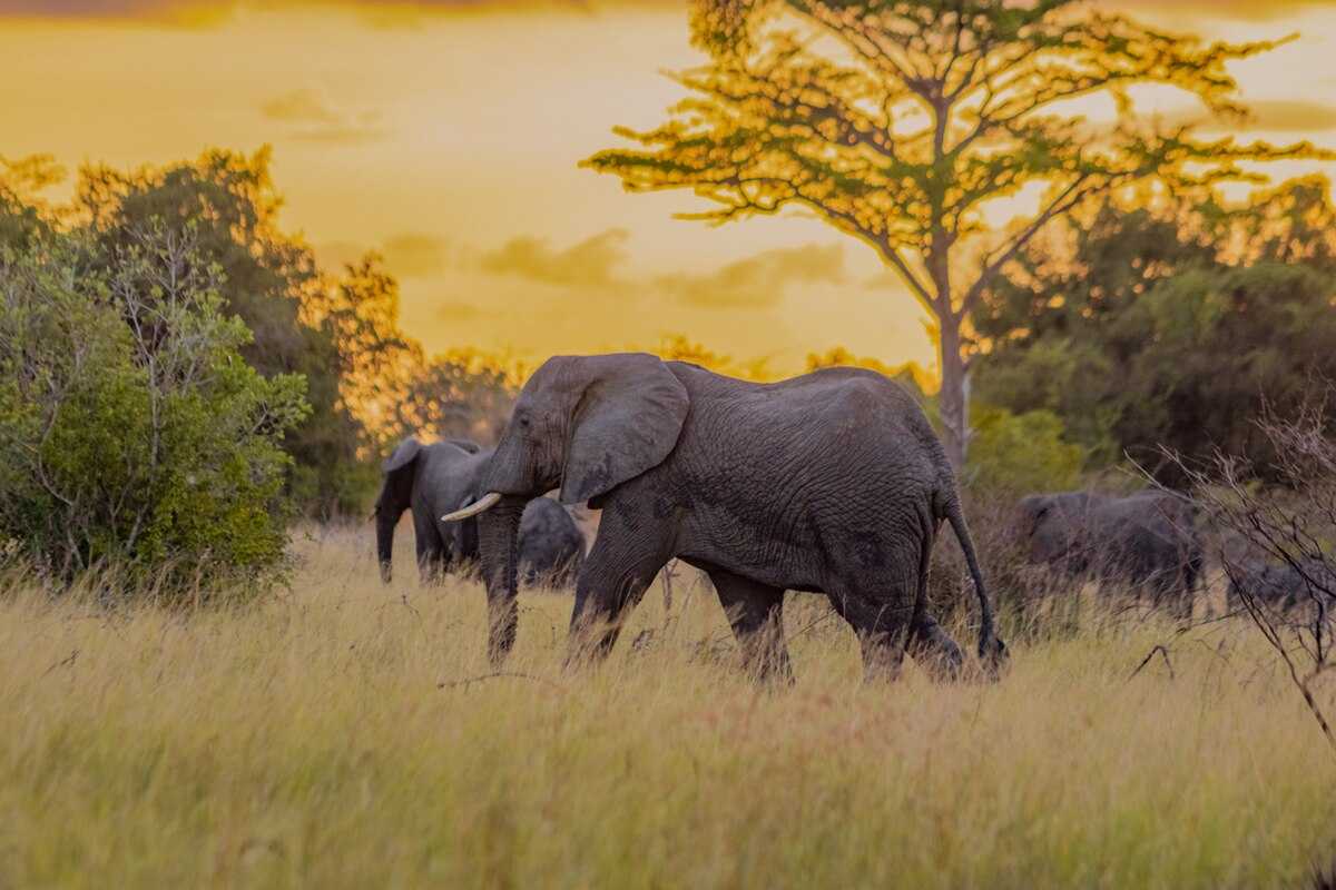 15 National Parks in Tanzania