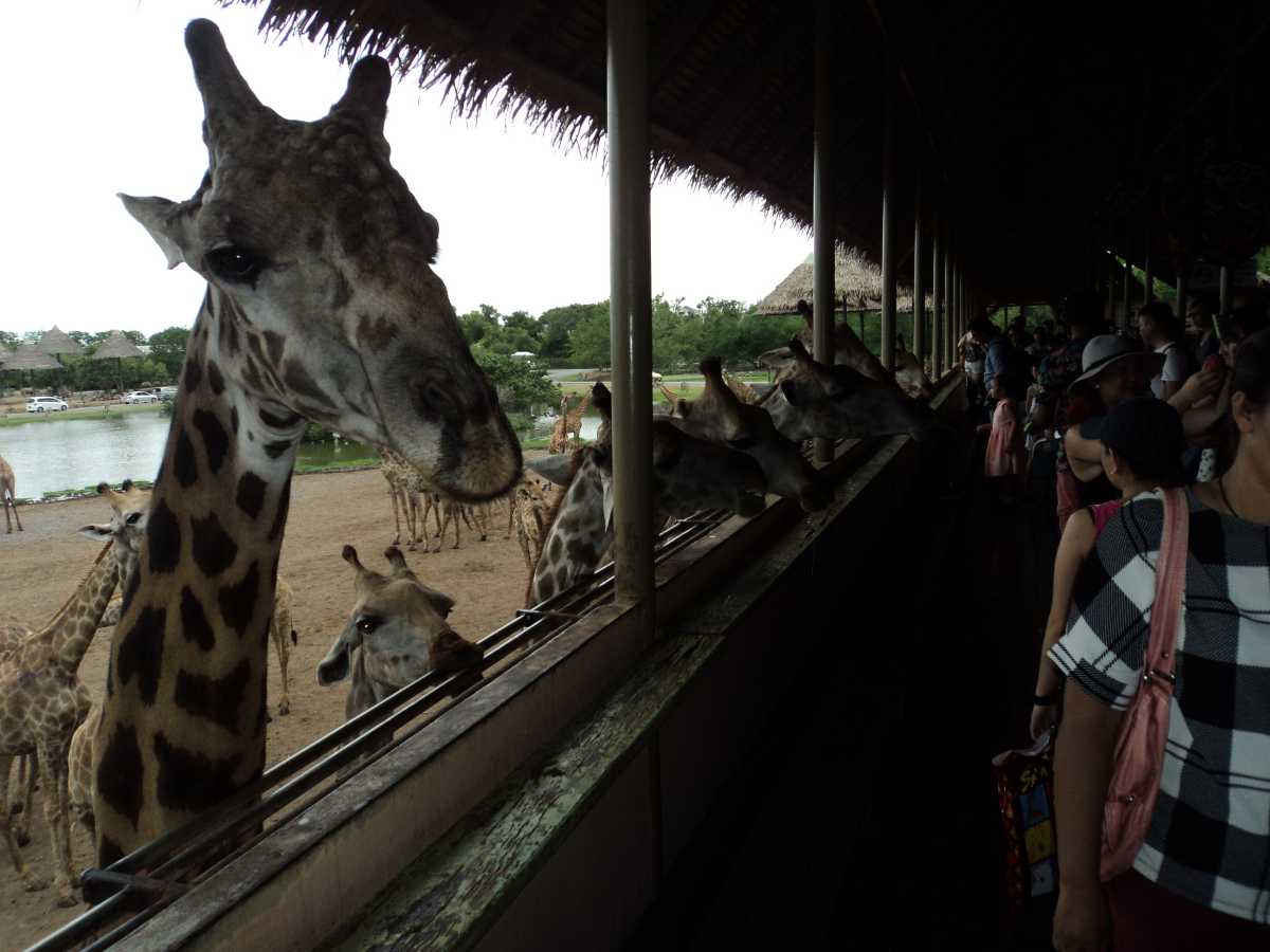 Giraffes at Safari Park in Safari World Bangkok