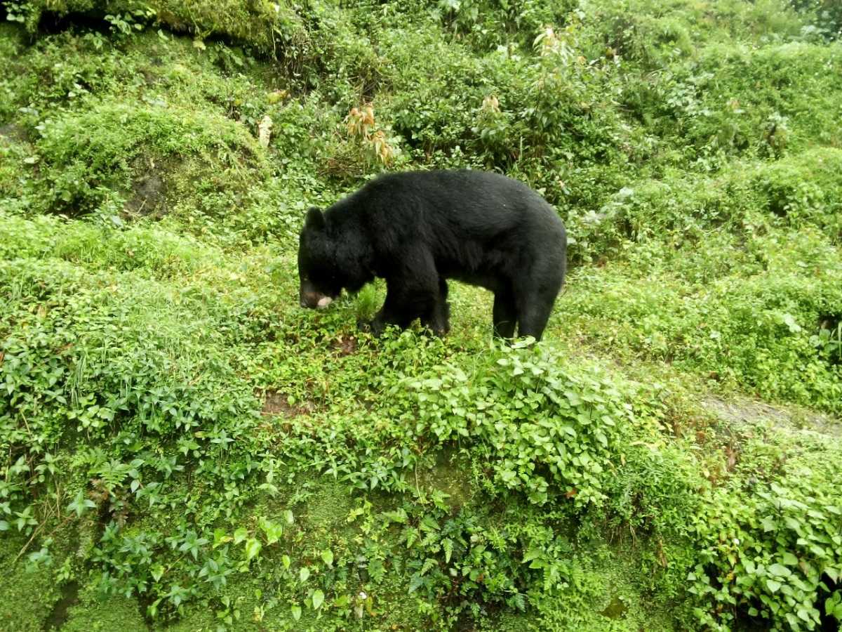 The Charm of Darjeeling - Through the Eyes of a Kolkatan