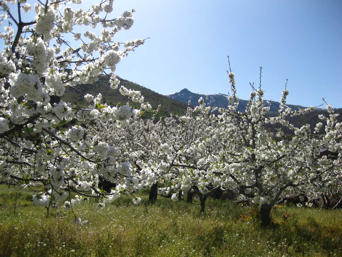Jerte Valley, Best Places In The World To See The Spring Blossoms In Its Peak!