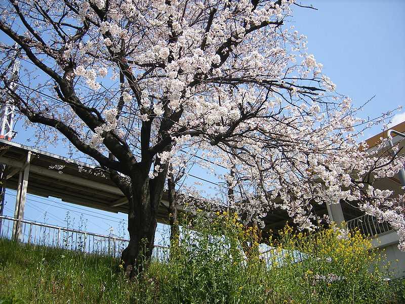 Kyoto, Best Places In The World To See The Spring Blossoms In Its Peak!