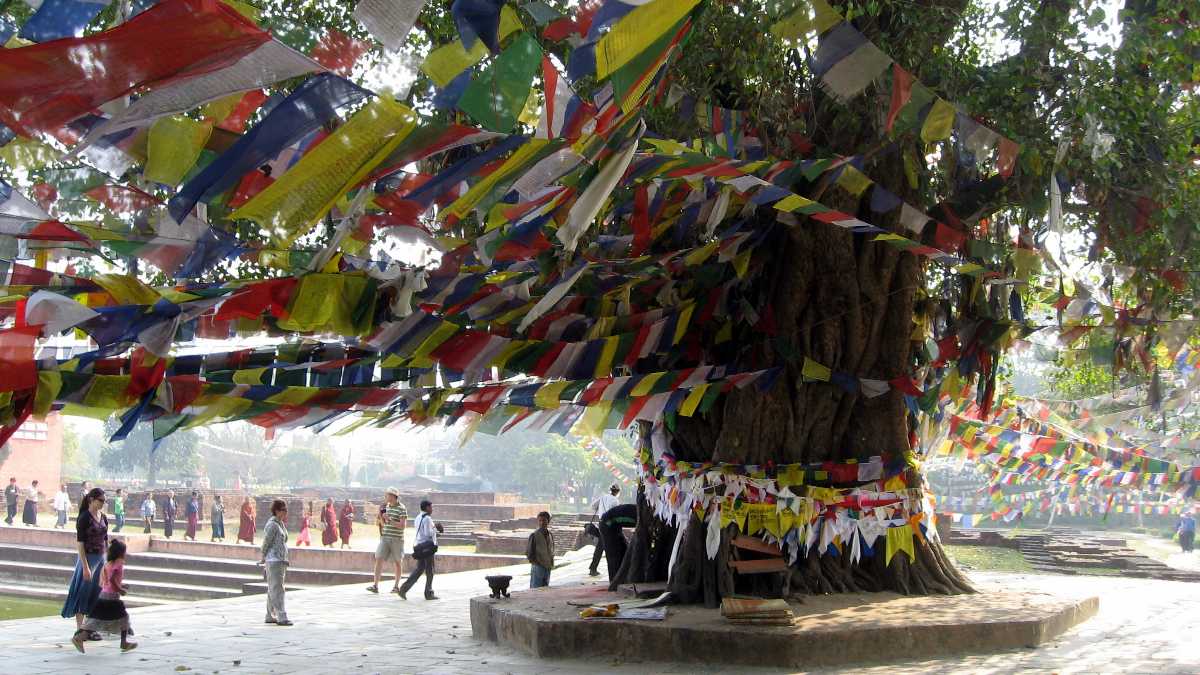 The iconic tree which is related to Buddha.