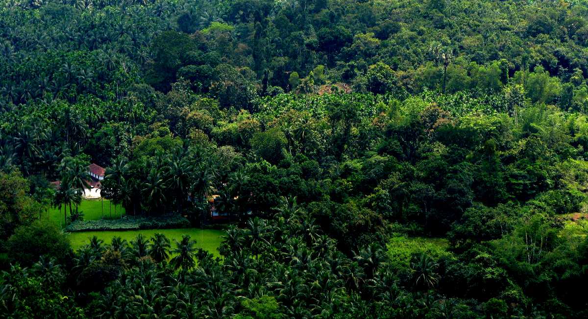 Lush Green Landscape during Monsoons