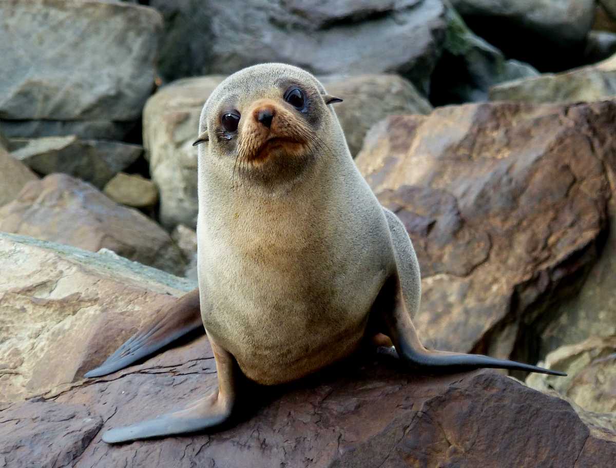 Wildlife in New Zealand To Explore Endemic Species