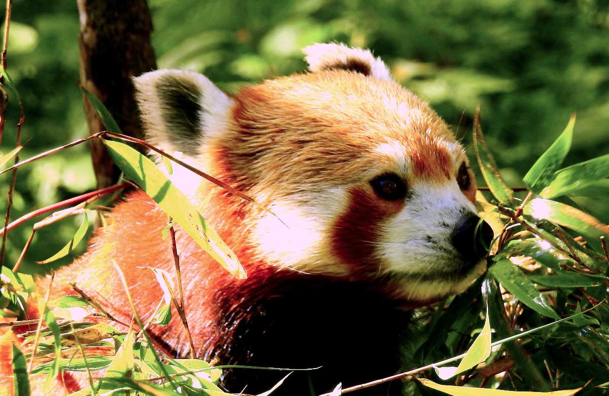 6 National Parks to Spot Red Panda in India