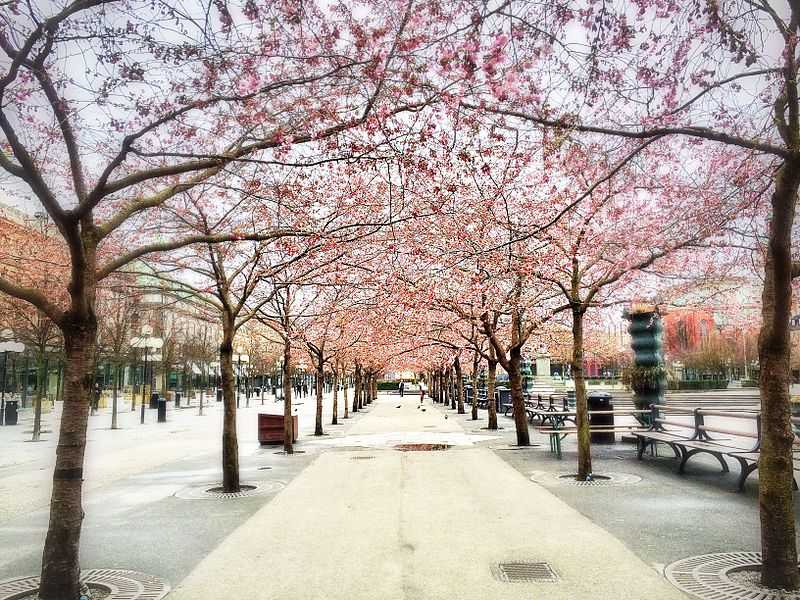Stockholm, Best Places In The World To See The Spring Blossoms In Its Peak!