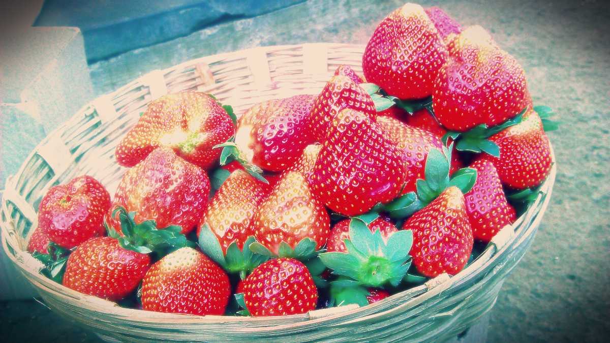 Strawberry Festival in Mahabaleshwar 2024 Dates, Venue, Tickets