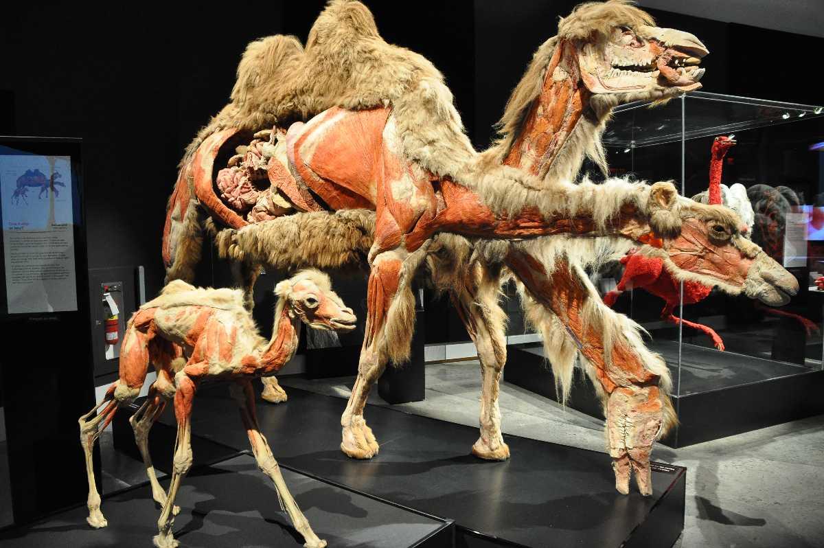 Camel Museum, Dubai, Uae | Camel Museum photos and more information
