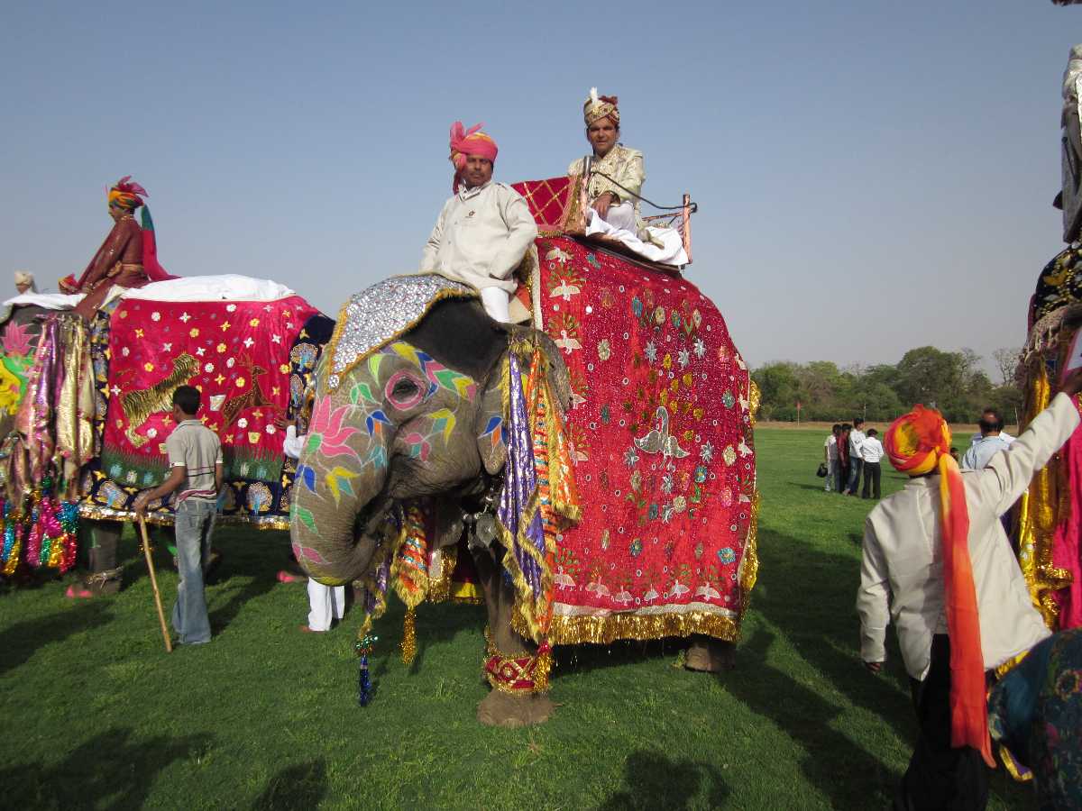 Elephant Festival Jaipur 2024 | Dates, Events, Photos & More