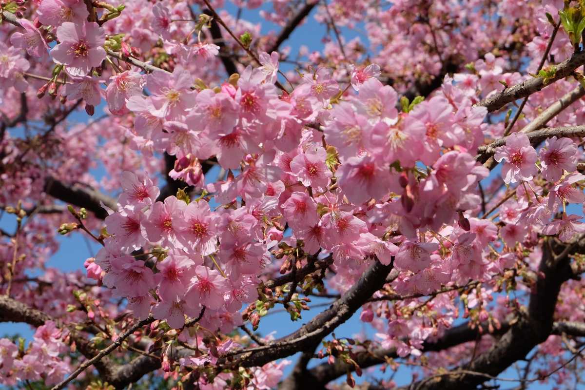 Tokyo, Best Places In The World To See The Spring Blossoms In Its Peak!