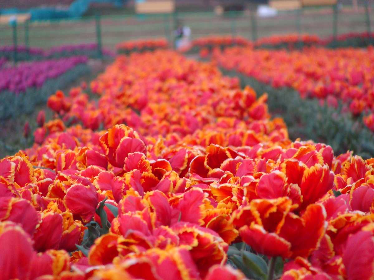 Tulip Festival in Srinagar 2024 Dates, Venue, Ticket Price Holidify