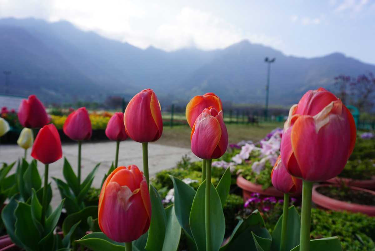 Tulip Festival Kashmir 2024 Dates Berry Missie