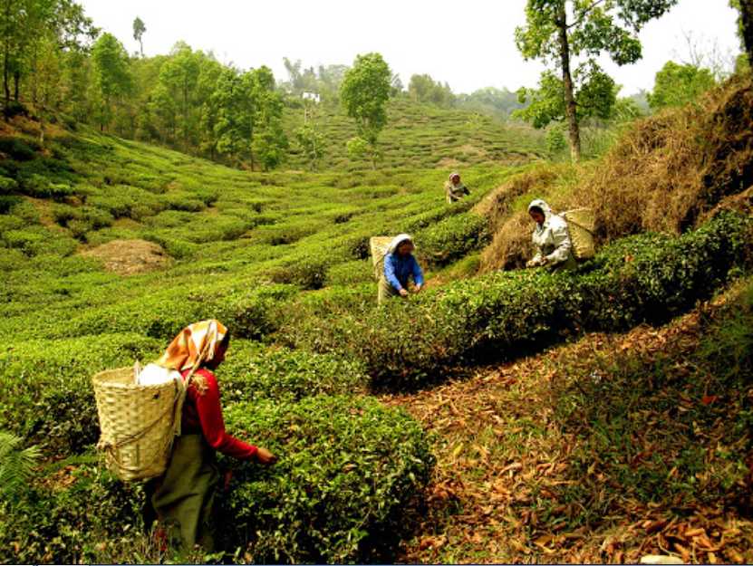 6 Tea Gardens in Darjeeling